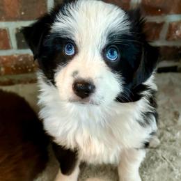 Meet Zoe - Black tri female Miniature American Shepherd puppy in Stockton, Missouri from Kizmit Farmz