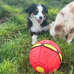 Australian Shepherd, Miniature Australian Shepherd, and Toy Australian Shepherd Puppies from Brushy Creek Aussies & Mini Aussies