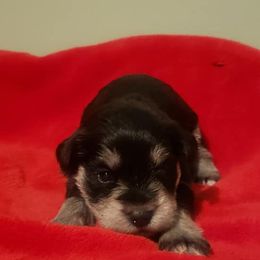 Miniature Schnauzers from Perfekt Schnauzers