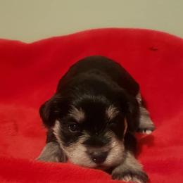 Miniature Schnauzers from Perfekt Schnauzers