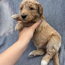 Stella - Gold female Bordoodle puppy in Indianapolis, Indiana from Indiana Bordoodles