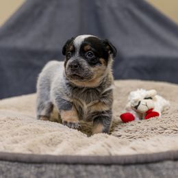 Australian Cattle Dog Puppies from Littletrouble Cattle Dogs