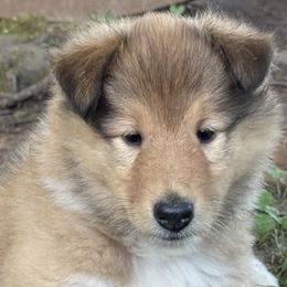 Collie puppies from Savoy Collies