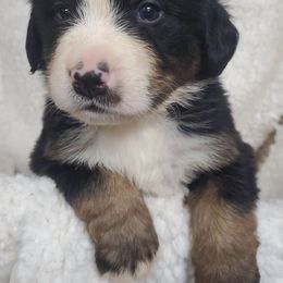 Boy 3 - Black rust and white male Bernese Mountain Dog puppy in Nicholson, Georgia from Bernese Mountain Dogs of Pony Trail Farm