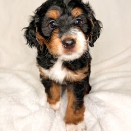 Aussiedoodle Puppies from Cotton Lane Puppies