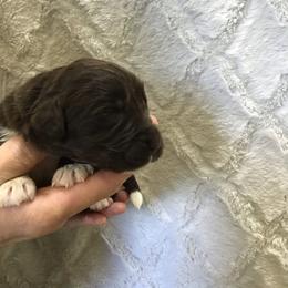 Bunn - Brown male Newfoundland puppy in Dalton, Ohio from Newfforu