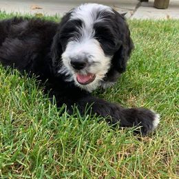 Sheepadoodle Puppies from Oak Valley Kennels