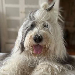 Old English Sheepdogs and Sheepadoodles from The Great White Fluffalo