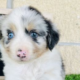 Miniature Australian Shepherds from Standing S Mini Aussies & Mini Ranch Dachshunds