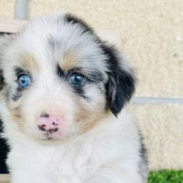 Miniature Australian Shepherds from Standing S Mini Aussies & Mini Ranch Dachshunds