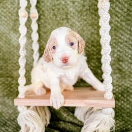 Snap Dragon (Snap) - Parti male Labradoodle puppy in Elizabeth City, North Carolina from Howdy Doodles