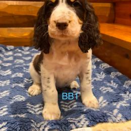 BB1 - Liver white and tan male English Springer Spaniel puppy in Britton, South Dakota from K&S Canines