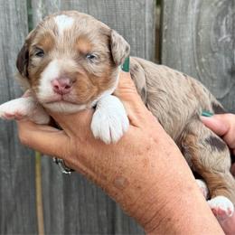 Hazel - Chocolate merle female Bernedoodle puppy in Newnan, Georgia from Wagging Tailz Pups