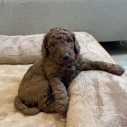 Boy 3 - Red male Cavapoo puppy in Sugarcreek, Ohio from True Hearted Doodles