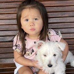 West Highland White Terrier Puppies from Mel’s Westies