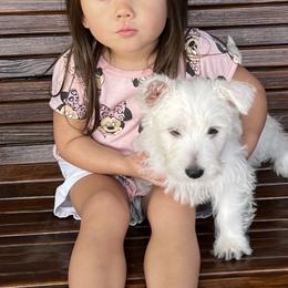 West Highland White Terrier Puppies from Mel’s Westies