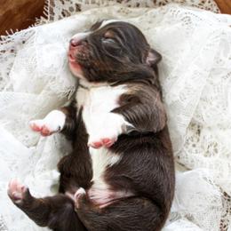 Miniature Australian Shepherd Puppies from Yarborough Kennels