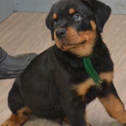 Boy 1 - Black and mahogany male Rottweiler puppy in Dawson Springs, Kentucky from Lakeview Rottweilers