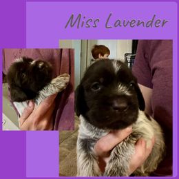 Ray - Brown and gray female Wirehaired Pointing Griffon puppy in Tollhouse, California from Rocking S Griffons