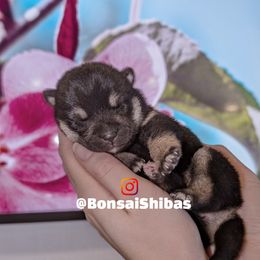 SAKURA - Black and tan female Shiba Inu puppy in Minnesota from BonsaiShibas