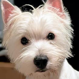 West Highland White Terriers from Queen City Terriers