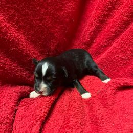 Black Tri - Black tri male Toy Australian Shepherd puppy in Billings, Montana from Chapman's Aussies