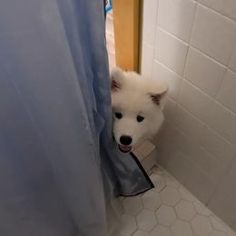 Samoyed Puppies from Brandy Burke