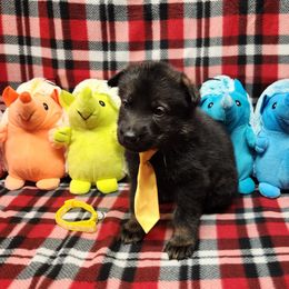 Yellow collar - Sable female German Shepherd puppy in Ramsey, Illinois from Haus-Farr German Shepherds