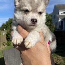Pomsky Puppies from Pomskies 4 Dayz