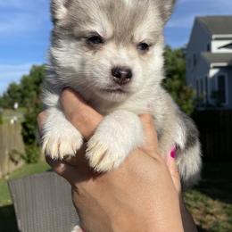 Pomsky Puppies from Pomskies 4 Dayz