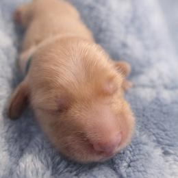 Theodore - Cream male Dachshund puppy in Lubbock, Texas from Wagging Tails