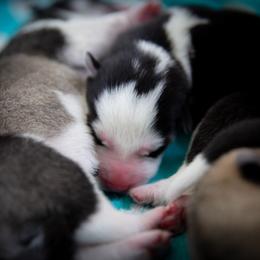 Siberian Husky Puppies from Ivie Huskies