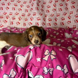 Tommy - Piebald male Dachshund puppy in Lake City, Florida from My Ditzy Doxies of Florida