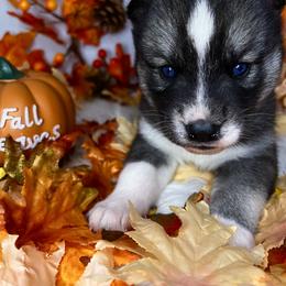 Siberian Husky Puppies from SouthernBell Siberian Huskies