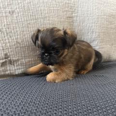 Hunter - Belge male Brussels Griffon puppy in Manteca, California from Middletown Dreams