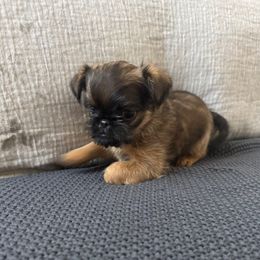 Hunter - Belge male Brussels Griffon puppy in Manteca, California from Middletown Dreams