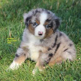 Kix - blue eyes - Blue merle male Miniature American Shepherd puppy in Hillsdale, Michigan from Faithwalk Aussies and Mini American Shepherds