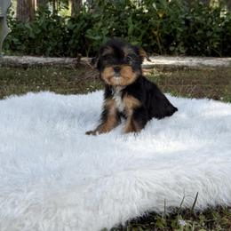 Bentley 3.10 pounds - Black and gold male Yorkshire Terrier puppy in Naples, Florida from 🤎 Dreaming Puppies 🐶