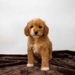 Purple Girl - Red  female Goldendoodle puppy in Lafayette, Alabama from Sweethaven Kennels
