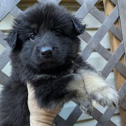 Donnie Broscoe - Black seal female German Shepherd puppy in Olean, New York from F&B Kennels