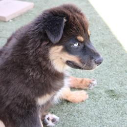 Winton - Black tri-color male Australian Shepherd puppy in Sonoita, Arizona from Gardner Canyon Kennels