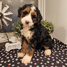Green collar - Tri-color female Bernedoodle puppy in Shelby, North Carolina from Forever Grateful Doodles