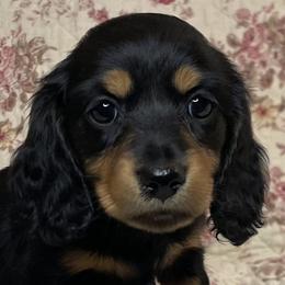 Dachshunds from Barrett Skidmore