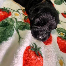 Giant Schnauzer Puppies from Toledo Bend Giants Vom Zitronen