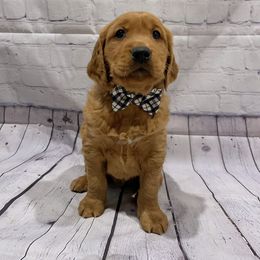 Golden Retriever Puppies from Charmed Golden Retrievers