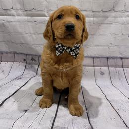 Golden Retriever Puppies from Charmed Golden Retrievers