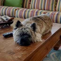 Carman - Cairn Terrier