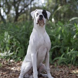 Dudley - Boxer