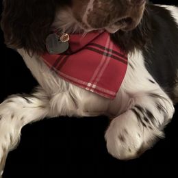 English Springer Spaniel Puppies from South Texas Springers