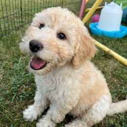 Clover - Apricot female Goldendoodle puppy in Kansas City, Missouri from Beary GoldenDoodles